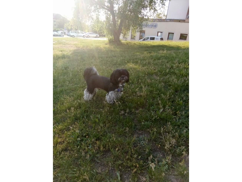 🐶 Shih-tzu je společenský pes malého vzrůstu. Od pohledu je to pes velmi elegantní a hrdý, ale zároveň přátelský a milující. Nesetkáme se u něj s žádnými projevy agrese. Miluje celodenní společnost lidí a díky svým minimálním nárokům na pohyb je to ideální pes do bytu a skvělý společník pro seniory. Jeho dlouhá, hedvábná srst potřebuje každodenní péči. Pravidelným česáním a péči o vzhled se prohlubuje silné pouto mezi psem a jeho pánem. Hlavně starším lidem může tento společenský psík poskytnout mnohdy chybějící lásku a fyzický kontakt. Shih-tzu byl zrozen k tomu, aby miloval a byl milován. Svou náklonost bude projevovat bez rozdílu všemu živému, ať už lidem nebo zvířatům. 