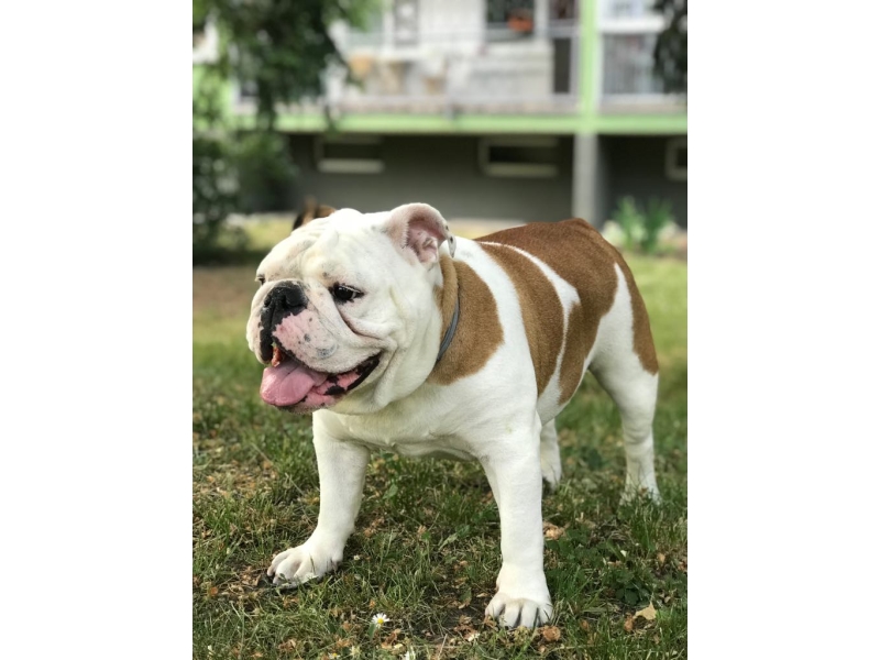 🐶 Anglický buldok (Buldok) má natolik jedinečný vzhled, že si jej snad nikdo nemůže splést se psem jiné rasy. Možná právě díky své jedinečnosti je oblíbeným maskotem různých organizací, sportovních týmů, škol a univerzit. Zejména v Americe se těší velké popularitě a patří mezi nejoblíbenější psí plemena. Přesto to však není pes pro každého. Anglický buldok mívá sklony k mnoha zdravotním komplikacím a rozhodně nepatří mezi dlouhověká plemena. Před jeho pořízením by měl každý chovatel zodpovědně zvážit, zda je ochotný a schopný psovi financovat odpovídající veterinární péči. Mnoha problémům lze předejít koupí štěněte od renomovaných chovatelů. Všechna negativa jsou vyvážena povahovou stránkou psa. Anglický buldok dávno opustil svou „krvavou“ minulost bojového psa. Dnes je to láskyplný, klidný a vyrovnaný pes, který miluje lidskou společnost. Bez nadsázky lze říci, že se z bojovníka stal společník.
