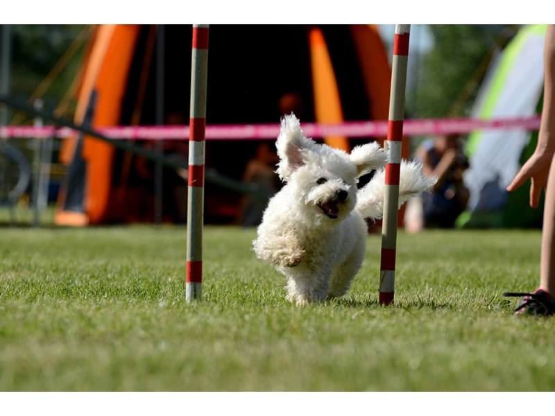 🐶 Bišonek je od pohledu milý, laskavý, přítulný, hravý psík. Veselým pohledem si během okamžiku dokáže získat každého, s kým se setká. Miluje společnost lidí i zvířat a ke šťastnému životu nezbytně potřebuje trávit co nejvíce času se svým majitelem. Bišonek není vhodný pro lidi, kteří tráví dlouhé chvíle mimo domov. Je vhodným psem pro seniory, kteří mu mohou věnovat maximum času a péče. Protože nevyvolává konflikty a není příliš hlučný, je předurčen k chovu v bytě. Rozhodně však potřebuje nějaké zaměstnání, aby se nezačal nudit. S nadšením se učí novým trikům a zvládá až cirkusové kousky. Protože příliš nelíná, bývá často doporučováni alergikům, což by se nemělo zobecňovat, ale vždy posuzovat individuálně.   