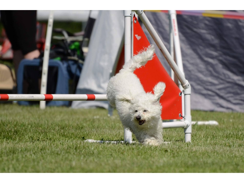 🐶 Bišonek je od pohledu milý, laskavý, přítulný, hravý psík. Veselým pohledem si během okamžiku dokáže získat každého, s kým se setká. Miluje společnost lidí i zvířat a ke šťastnému životu nezbytně potřebuje trávit co nejvíce času se svým majitelem. Bišonek není vhodný pro lidi, kteří tráví dlouhé chvíle mimo domov. Je vhodným psem pro seniory, kteří mu mohou věnovat maximum času a péče. Protože nevyvolává konflikty a není příliš hlučný, je předurčen k chovu v bytě. Rozhodně však potřebuje nějaké zaměstnání, aby se nezačal nudit. S nadšením se učí novým trikům a zvládá až cirkusové kousky. Protože příliš nelíná, bývá často doporučováni alergikům, což by se nemělo zobecňovat, ale vždy posuzovat individuálně.   