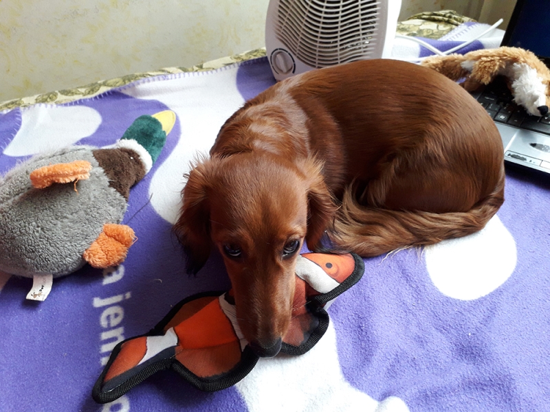 🐶 Jezevčík je vynikající společník, který se hodí jak pro osamělého člověka, tak pro rodinu s dětmi.  Je vynalézavý, inteligentní a sebevědomý pes, především jedná-li se o jeho blaho. Ze všeho nejvíce miluje pohodlí, teplo a lidskou společnost. Přes svou oddanost člověku mnohdy prosadí svou paličatou hlavu a žije si svůj život. Potřebuje láskyplnou, ale velice důslednou výchovu, aby neměl snahu „převzít velení“. Nesnáší dril a křik, při takovém zacházení se zatvrdí a může se stát až agresivním. Také raná socializace s dětmi a ostatními domácími zvířaty je nezbytná, aby mohl zastávat úlohu plnohodnotného rodinného psa. Jezevčík je ostražitý a hlasitý, ale není zbytečně uštěkaný. Mnohdy je také ostrý, ale při správné výchově není agresivní ani útočný. Jezevčíci mají dvojí členění. Dle velikosti dělíme na standartní, trpasličí a králičí typ a dle druhu srsti na hladkosrsté, dlouhosrsté a drsnosrsté.