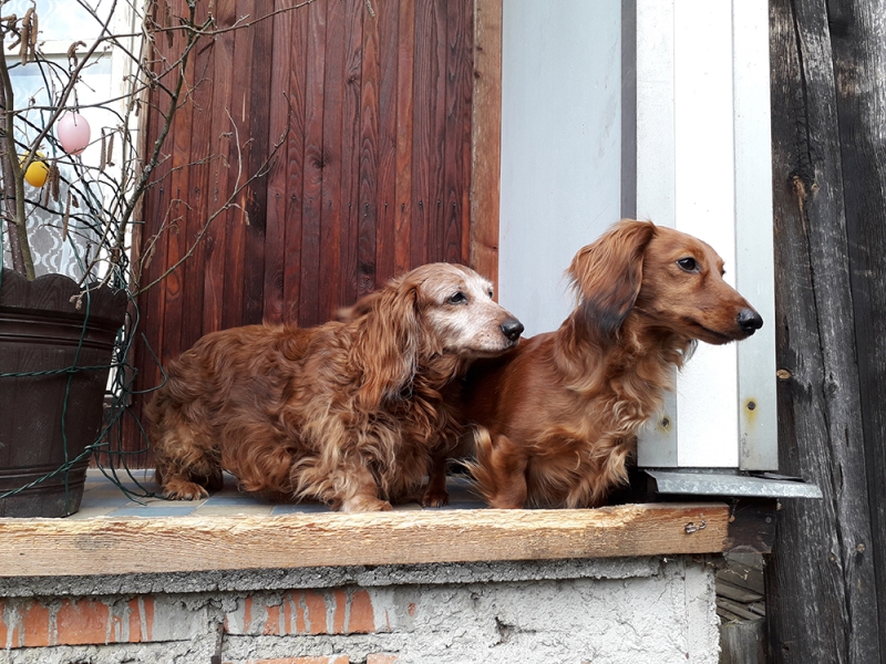 🐶 Jezevčík je vynikající společník, který se hodí jak pro osamělého člověka, tak pro rodinu s dětmi.  Je vynalézavý, inteligentní a sebevědomý pes, především jedná-li se o jeho blaho. Ze všeho nejvíce miluje pohodlí, teplo a lidskou společnost. Přes svou oddanost člověku mnohdy prosadí svou paličatou hlavu a žije si svůj život. Potřebuje láskyplnou, ale velice důslednou výchovu, aby neměl snahu „převzít velení“. Nesnáší dril a křik, při takovém zacházení se zatvrdí a může se stát až agresivním. Také raná socializace s dětmi a ostatními domácími zvířaty je nezbytná, aby mohl zastávat úlohu plnohodnotného rodinného psa. Jezevčík je ostražitý a hlasitý, ale není zbytečně uštěkaný. Mnohdy je také ostrý, ale při správné výchově není agresivní ani útočný. Jezevčíci mají dvojí členění. Dle velikosti dělíme na standartní, trpasličí a králičí typ a dle druhu srsti na hladkosrsté, dlouhosrsté a drsnosrsté.