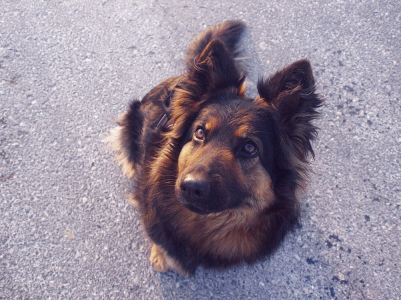 🐶 Chodský pes je aktivní, temperamentní a inteligentní. Má velice rád členy své rodiny. Pro děti je skvělým společníkem. Je velmi učenlivý, pro svou lehkou ovladatelnost a oddanost majiteli je vhodný k všestrannému výcviku. Jeho temperament potřebuje dostatek činnosti a zaměstnání. Je výborný hlídač a osvědčil se také jako asistenční či záchranářský pes. Vyniká velkou skromností a otužilostí, proto je vhodný k celoročnímu pobytu ve venkovním výběhu.