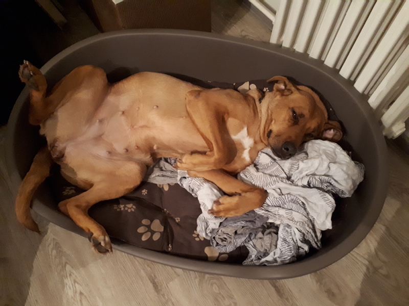 🐶 Rhodéský ridgeback je důstojný a vyrovnaný pes, otevřený a láskyplný vůči svým blízkým, ale rezervovaný vůči cizím lidem. Je to vhodný pes pro sportovně založenou rodinu. Potřebuje zaměstnat, protože platí, že znuděný Rhodéský ridgeback je destruktivní Rhodéský ridgeback. Jinak je to jemný společník, který je ochoten a schopen ochránit svůj domov a rodinu, pokud je to potřeba. Vzhledem k jeho inteligenci, velikosti a síle to není plemeno vhodné pro každého. Nedoporučuje se začínajícím chovatelům bez zkušeností. Pokud ale hledáte silného, sebevědomého psa, nenáročného na péči, který zahrnuje lásku, něžnost a smysl pro humor, bude pro vás Rhodéský ridgeback vynikající volbou.