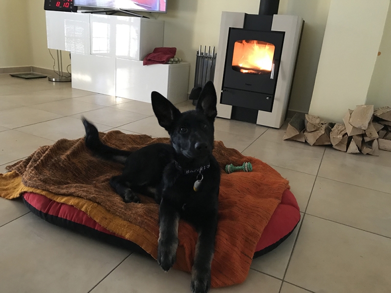 🐶 Německý ovčák je u nás běžně označovaný jako vlčák. Je to velmi odvážný, oddaný a věrný pes. Svým vzhledem a neohroženým chováním budí zasloužený respekt. Své rodině je naprosto oddaný a je připraven ji nekompromisně bránit. Jako všichni psi má rád společnost lidí a pokud bude dlouho nebo často necháván o samotě, může se jeho frustrace projevit agresí, nadměrným štěkáním a rozkousáváním věcí. Vlčáci by měli nezbytně prodělat minimálně základní výcvik. Jsou snadno cvičitelní a rádi se učí novým věcem. Navíc mají vrozenou snahu vyhovět svému pánovi. To z nich činí velmi oblíbené a spolehlivé služební psí plemeno. Bez větších problémů bude vycházet s ostatními zvířaty v domácnosti a také k dětem bývá vlídný. Přátele si nevytváří hned a vůči cizím osobám je nedůvěřivý, což z něj dělá dobrého hlídače. Nově příchozí nebude vítat s otevřenou náručí, ale bude ve střehu a připraven v případě potřeby postavit se na obranu členů své smečky.  