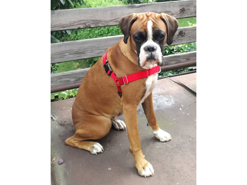 🐶 Německý boxer je přátelský, energický společník, který je oblíbeným rodinným psem, ale skvěle se uplatní také jako služební plemeno. Je velmi chytrý a rychle se naučí novým povelům. Velmi ostražitě chrání svého pána a jeho majetek, ale není agresivní a útočí jen v případě ohrožení. Potřebuje každodenní pohyb, ale jinak je to pes určený k chovu v bytě. Německý boxer bezvýhradně miluje děti a je jim dobrým společníkem. Dokáže s nimi dlouho donekonečna dovádět a bavit je svými kousky. I německý boxer by měl mít základní výcvik. Díky své inteligenci se učí snadno a rychle a lehce se přizpůsobí novým podmínkám. Má tendenci více slintat, ale jinak je velmi čistotný a nevyžaduje žádnou zvláštní péči.  