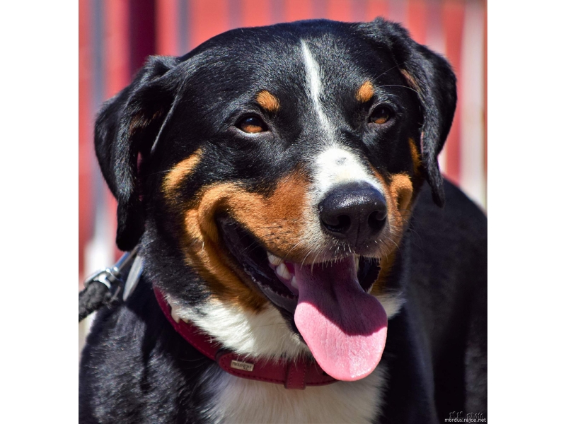 🐶 Appenzellský salašnický pes (Appenzell) je výborný rodinný pes, který vyniká svou oddaností. Appenzellský salašnický pes je jedním ze čtyř plemen patřících do skupiny švýcarských salašnických psů. Do této skupiny dále patří bernský salašnický pes, velký švýcarský salašnický pes a entlebuchský salašnický pes. S appenzellským salašnickým psem se můžeme setkat nejčastěji ve Švýcarsku a ve Finsku, ale jeho popularita v posledních letech celosvětově roste a stále častěji se s ním můžeme potkávat i u nás. Je velmi inteligentní a přemýšlivý, proto se s ním žádný majitel nemůže nudit. Appenzell má dobré předpoklady pro veškeré psí sporty, rád plave a aportuje a není mu cizí žádná činnost, kterou může vykonávat ve společnosti svého pána. Kvůli své vrozené nedůvěřivosti potřebuje velmi kvalitní socializaci. Vrozená ostražitost z něj činí výborného a neúplatného hlídače. Appenzellský pes se těší pevnému zdraví a málokdy u něj nastanou zdravotní komplikace. Přestože u nás není tak rozšířený jako bernský salašnický pes nebo velký švýcarský salašnický pes, rozhodně nezůstává stranou zájmu chovatelů. 