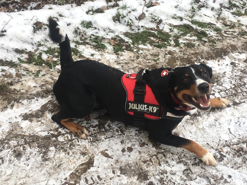 🐶 Appenzellský salašnický pes (Appenzell) je výborný rodinný pes, který vyniká svou oddaností. Appenzellský salašnický pes je jedním ze čtyř plemen patřících do skupiny švýcarských salašnických psů. Do této skupiny dále patří bernský salašnický pes, velký švýcarský salašnický pes a entlebuchský salašnický pes. S appenzellským salašnickým psem se můžeme setkat nejčastěji ve Švýcarsku a ve Finsku, ale jeho popularita v posledních letech celosvětově roste a stále častěji se s ním můžeme potkávat i u nás. Je velmi inteligentní a přemýšlivý, proto se s ním žádný majitel nemůže nudit. Appenzell má dobré předpoklady pro veškeré psí sporty, rád plave a aportuje a není mu cizí žádná činnost, kterou může vykonávat ve společnosti svého pána. Kvůli své vrozené nedůvěřivosti potřebuje velmi kvalitní socializaci. Vrozená ostražitost z něj činí výborného a neúplatného hlídače. Appenzellský pes se těší pevnému zdraví a málokdy u něj nastanou zdravotní komplikace. Přestože u nás není tak rozšířený jako bernský salašnický pes nebo velký švýcarský salašnický pes, rozhodně nezůstává stranou zájmu chovatelů. 