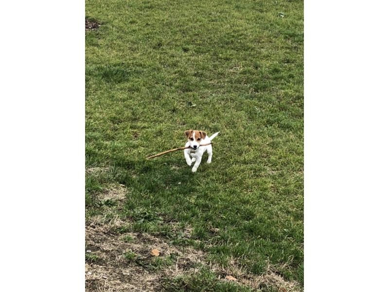 🐶 Jack Russell teriér je energický lovecký pes malého vzrůstu. Má velmi přátelskou povahu a miluje všechny děti bez rozdílu. Zástupci této rasy nejsou a nikdy nebudou gaučovými povaleči. Pokud ho nezaměstnáte, bude se nudit a sám si vyhledá nějakou činnost. Bude štěkat, hrabat, roztrhá pohovku nebo koberec, zkrátka udělá vše pro to, aby si krátil dlouhou chvíli. Je nutné počítat s jeho přirozeným loveckým instinktem, ale pokud od malička vyrůstá s jinými zvířaty v domácnosti, naučí se je respektovat a neublíží jim. Jack Russell teriér potřebuje důslednou výchovu. Tito psi jsou od přírody samostatní a zvyklí se sami rozhodovat. Příliš benevolentnímu majiteli brzo přerostou přes hlavu a budou si dělat, co se jim zlíbí. Naopak správně vychovaný Jackee bude milým a oddaným členem rodiny a bude svému majiteli přinášet každodenní radost, lásku a bude ho bavit svou hravostí.  