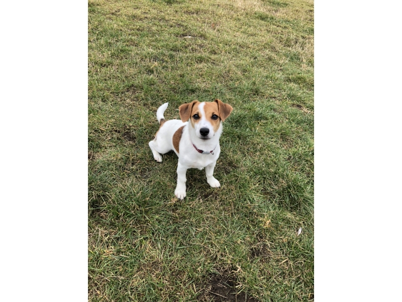 🐶 Jack Russell teriér je energický lovecký pes malého vzrůstu. Má velmi přátelskou povahu a miluje všechny děti bez rozdílu. Zástupci této rasy nejsou a nikdy nebudou gaučovými povaleči. Pokud ho nezaměstnáte, bude se nudit a sám si vyhledá nějakou činnost. Bude štěkat, hrabat, roztrhá pohovku nebo koberec, zkrátka udělá vše pro to, aby si krátil dlouhou chvíli. Je nutné počítat s jeho přirozeným loveckým instinktem, ale pokud od malička vyrůstá s jinými zvířaty v domácnosti, naučí se je respektovat a neublíží jim. Jack Russell teriér potřebuje důslednou výchovu. Tito psi jsou od přírody samostatní a zvyklí se sami rozhodovat. Příliš benevolentnímu majiteli brzo přerostou přes hlavu a budou si dělat, co se jim zlíbí. Naopak správně vychovaný Jackee bude milým a oddaným členem rodiny a bude svému majiteli přinášet každodenní radost, lásku a bude ho bavit svou hravostí.  