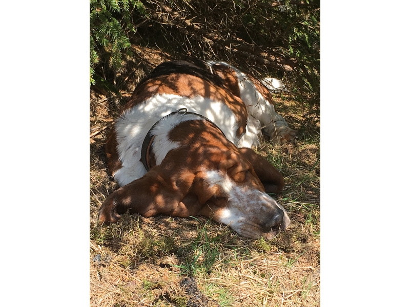 🐶 Basset - kdo by neznal nádherného ušatého psa s melancholickým až smutným a ustaraným výrazem? Ve skutečnosti je to velmi veselý, přátelský a dobromyslný pes. Je klidný, vyrovnaný a velmi tolerantní a proto se skvěle hodí k dětem. V přírodě nezapře svůj lovecký původ a nadšeně bude následovat nalezenou stopu. Od tohoto záměru se nechává jen nerad odradit. Jeho hustá srst ho spolehlivě chrání proti vodě a rozmarům počasí, ale přesto nesnáší velké extrémy co se týče chladu a horka. Kvůli své stavbě těla jsou Basseti mizerní plavci. Společnost jiných zvířat včetně koček snášejí skvěle. Basseti jsou velmi přátelští psi vyžadující společnost svého pána. Jsou šťastní, pokud mohou trávit maximum svého času ve společnosti členů rodiny. 