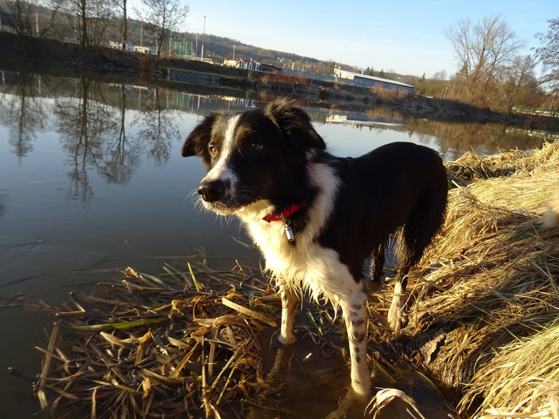 🐶 Border kolie - vysoce cvičitelné, inteligentní plemeno, které vyniká ve všech psích sportech jako je agility, flyball, frisbee, poslušnosti a jiných.Pes s neomezenou energií. Border kolie se s radostí a nedočkavostí zapojí do všech fyzických nebo duševních aktivit, které pro ni její pán vymyslí. Tento původem ovčácký pes potřebuje spoustu pohybu. Je znám jako chronicky neúnavný aportovač klacků, míčků nebo čehokoli, co mu hodíte. Díky své inteligenci a učenlivosti je to vhodný pes pro agility. Často ho můžeme vídat jako herce v televizních reklamách. Rychle se naučí každou roli. Border kolie potřebuje aktivního, rozhodného pána, který dokáže udržet krok s tímto energickým psem. Za to mu bude věrným a oddaným kamarádem, dobrým hlídačem a s radostí bude plnit všechny jeho povely. Je to pes upřímně oddaný svému majiteli, submisivní a má klidnou a vyváženou povahu. Vůči cizím lidem může mít tento pes rezervovaný přístup, ale nikdy není agresivní.  