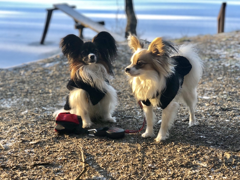 🐶 Papillon je inteligentní, energický pes s vyrovnanou povahou. Snadno se učí novým věcem a rychle se přizpůsobí pravidlům chodu domácnosti. Od pradávna byl chován jako společenské plemeno, takže má vrozenou velkou míru empatie a se svým majitelem bude sdílet chvíle radosti i chvíle smutku. Kvůli své nízké toleranci na chlad je určen k chování v bytech, kde se chová klidně a neničí nábytek a zařízení domácnosti. Výcvik Papillona by měl být veden pomocí pozitivní motivace a zvládne jej i začátečník, protože Papillon se snadno naučí novým povelům a trikům. Zástupci tohoto plemene jsou přirozeně inteligentní a hraví, takže se s radostí účastní v mnoha psích disciplínách jako jsou agility, dogdancing, obedience, aj. Velmi dobře se snášejí s jinými zvířaty včetně koček. Pokud si pořídíte Papillona, získáte na mnoho let veselého, věrného, energického společníka, který bude milovat vás a celou vaší rodinu.  