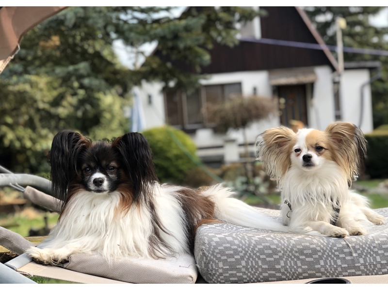 🐶 Papillon je inteligentní, energický pes s vyrovnanou povahou. Snadno se učí novým věcem a rychle se přizpůsobí pravidlům chodu domácnosti. Od pradávna byl chován jako společenské plemeno, takže má vrozenou velkou míru empatie a se svým majitelem bude sdílet chvíle radosti i chvíle smutku. Kvůli své nízké toleranci na chlad je určen k chování v bytech, kde se chová klidně a neničí nábytek a zařízení domácnosti. Výcvik Papillona by měl být veden pomocí pozitivní motivace a zvládne jej i začátečník, protože Papillon se snadno naučí novým povelům a trikům. Zástupci tohoto plemene jsou přirozeně inteligentní a hraví, takže se s radostí účastní v mnoha psích disciplínách jako jsou agility, dogdancing, obedience, aj. Velmi dobře se snášejí s jinými zvířaty včetně koček. Pokud si pořídíte Papillona, získáte na mnoho let veselého, věrného, energického společníka, který bude milovat vás a celou vaší rodinu.  