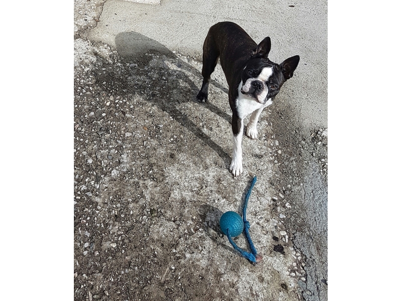 🐶 Bostonský teriér by mohl vzbuzovat dojem, že se jedná o bojové plemeno, opak je pravdou. Je to milovník a ne bojovník. Bostonský teriér je velmi laskavý, milý a společenský pes, který miluje přítomnost své rodiny. Oddaným pohledem svých velkých tmavých očí si dokáže podmanit každého a jako společník je velmi hravý a zábavný, miluje děti a rád si s nimi hraje. Bostonský teriér je předurčený k chovu v bytě a je vhodným společníkem i pro starší lidi a seniory. K jeho drobným mínusům patří sklon k chrápání a plynatostí. To je ale snad jediná vada na kráse tohoto něžného, vitálního, inteligentního a oddaného plemene. 
