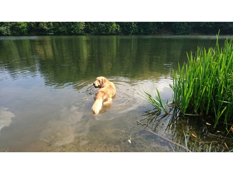 🐶 Zlatý retrívr je pes vyznačující se vysokou inteligencí, poslušností a jemným charakterem. Je to energický, silný a aktívní pes. Pro svou laskavou povahu jsou dnes retrívři většinou chováni jako rodinní mazlíčci a společníci, ale zástupci této rasy se často uplatní také jako slepecký nebo asistenční pes. Jejich voděodolná srst s hustou podsadou jim umožňuje celoroční pobyt venku, ale retrívři jsou tak společenští psi, že ideální pro ně bude soužití se svou rodinou. Pokud jim zajistíte dostatek pohybu, můžete je velmi dobře chovat i v bytě. Zlatí retrívři jsou přátelští psi, kteří se výborně snášejí se všemi členy domácnosti včetně děti nebo návštěv a také skvěle vycházejí s ostatními zvířaty v domácnosti, včetně koček.  