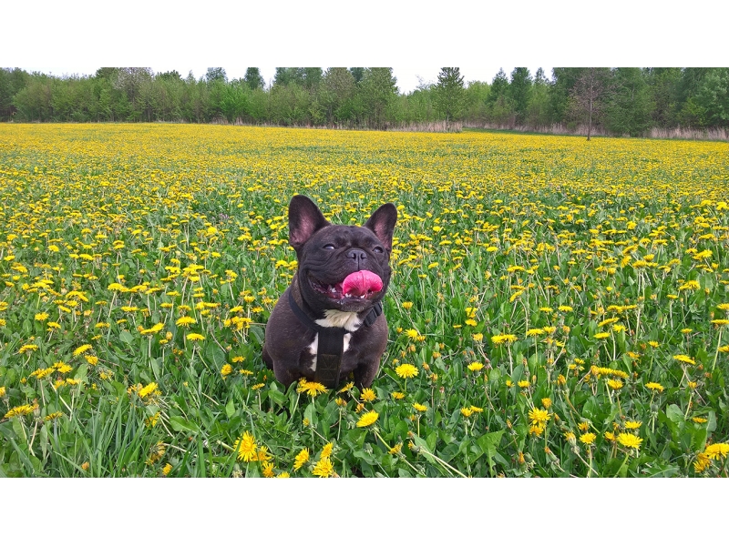 🐶 Francouzský buldoček je skvělý společník, rodinný přítel a výstavní pes. Je to typický pes do městských bytů. Má velmi nízkou toleranci na horko, ale ani chladné nebo vlhké počasí mu nedělá dobře. Tento hravý, citlivý pes je šťastný v přítomnosti členů rodiny a velmi rád se mazlí. Miluje děti a bez problémů snáší přítomnost jiných zvířat v domácnosti. Kvůli krátké dýchací trubici je u buldočků časté chrápání a chrochtání. Často také trpí plynatostí. Pokud jste ochotni tyto jeho nedostatky tolerovat, získáte oddaného, milujícího, někdy tvrdohlavého společníka, který vás bude zahrnovat upřímnou láskou. 