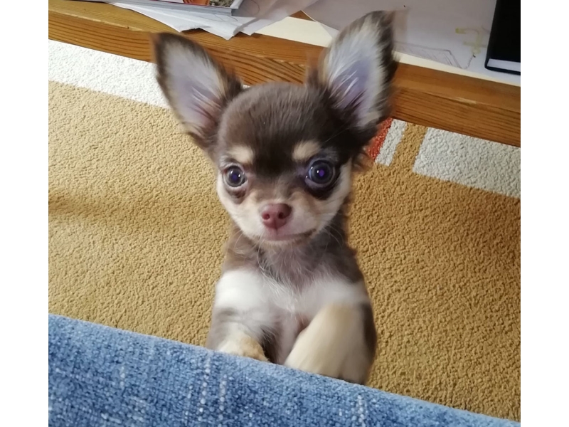 🐶 Čivava - pro tyto veselé a temperamentní psy není nic lepšího, než být ve společnosti svého pána. Čivava je nejmenší psí plemeno na světě. Se zájmem sledují dění v domácnosti, rádi se nechávají vozit v tašce na kole nebo doprovázejí svého majitele na nákupech či procházkách. Často si tvoří úzkou vazbu s jednou osobou. Jsou to inteligentní a rychlí studenti. Snadno se naučí novým dovednostem. Můžete je trénovat v agility nebo poslušnosti. Pro pochvalu nebo odměnu Vám rády vyhoví, ale na drsné zacházení nebudou reagovat. Čivavy jsou zvědaví a odvážní průzkumníci. Často zapomínají, že jsou malé a směle se postaví i velkým psům, což se jim může stát osudným. Vůči cizím lidem i zvířatům jsou ostražité. Návštěvy ohlašují štěkotem a přes svůj malý vzrůst jsou to dobří hlídači. Čivavy nejsou náročné na pohyb. Stačí jim krátká procházka 20-30 minut denně. Jsou to výborní společníci, nenároční na péči a proto jsou čivavy velmi vhodnými psy pro seniory. Nejsou tolerantní na chlad a jsou předurčeny k chování v bytech. 