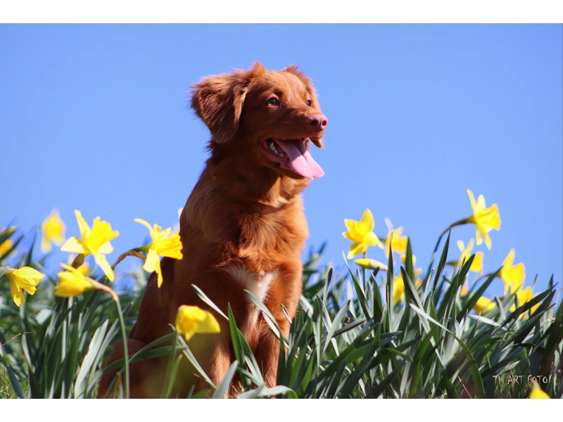 🐶 Nova Scotia Duck Tolling Retrívr (Toller) má vrozenou lásku k vodě a neutuchající chuť aportovat.  Je znám také pod jmény kanadský retrívr, novoskotský retrívr nebo toller. Je to středně velký lovecký pes, jehož hlavním úkolem bývalo nalákat kachny do blízkosti lovce a následně aportovat zastřelené kusy. Díky své inteligenci a přátelské a bezkonfliktní povaze se stále častěji využívá také jako rodinný, společenský nebo asistenční pes. Kanadský retrívr není žádný gaučový pes, ale je to aktivní pes, který je vždy připraven k práci. Kromě lovecké práce může vykonávat různé psí sporty, ve kterých uplatní jak svou energii, tak svou bystrou mysl. Z hlediska péče se jedná o nenáročného a přizpůsobivého psa, kterého lze doporučit do každé rodiny, která mu bude schopna zajistit dostatek pohybu.