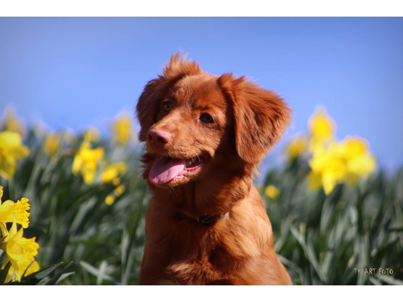🐶 Nova Scotia Duck Tolling Retrívr (Toller) má vrozenou lásku k vodě a neutuchající chuť aportovat.  Je znám také pod jmény kanadský retrívr, novoskotský retrívr nebo toller. Je to středně velký lovecký pes, jehož hlavním úkolem bývalo nalákat kachny do blízkosti lovce a následně aportovat zastřelené kusy. Díky své inteligenci a přátelské a bezkonfliktní povaze se stále častěji využívá také jako rodinný, společenský nebo asistenční pes. Kanadský retrívr není žádný gaučový pes, ale je to aktivní pes, který je vždy připraven k práci. Kromě lovecké práce může vykonávat různé psí sporty, ve kterých uplatní jak svou energii, tak svou bystrou mysl. Z hlediska péče se jedná o nenáročného a přizpůsobivého psa, kterého lze doporučit do každé rodiny, která mu bude schopna zajistit dostatek pohybu.