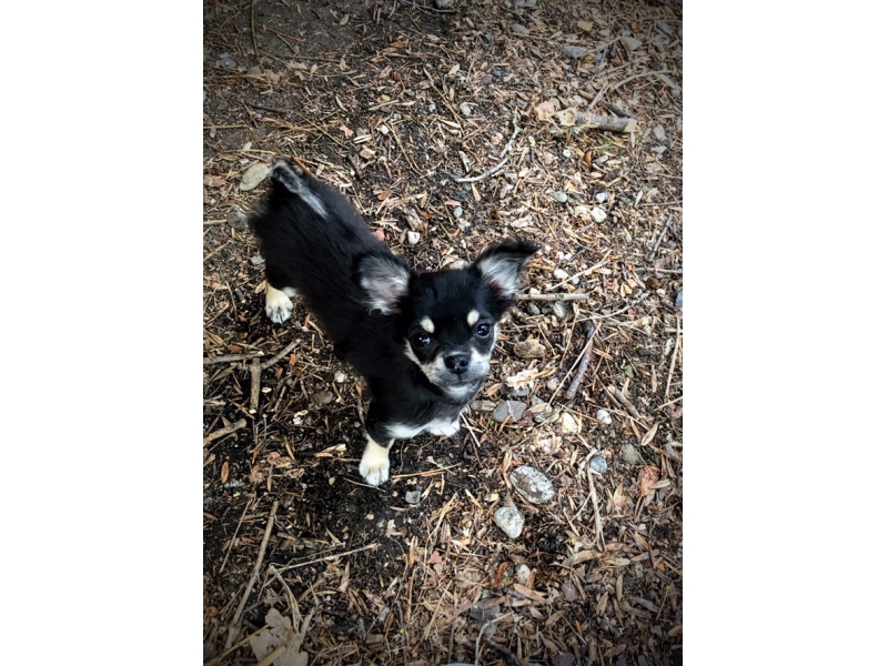 🐶 Čivava - pro tyto veselé a temperamentní psy není nic lepšího, než být ve společnosti svého pána. Čivava je nejmenší psí plemeno na světě. Se zájmem sledují dění v domácnosti, rádi se nechávají vozit v tašce na kole nebo doprovázejí svého majitele na nákupech či procházkách. Často si tvoří úzkou vazbu s jednou osobou. Jsou to inteligentní a rychlí studenti. Snadno se naučí novým dovednostem. Můžete je trénovat v agility nebo poslušnosti. Pro pochvalu nebo odměnu Vám rády vyhoví, ale na drsné zacházení nebudou reagovat. Čivavy jsou zvědaví a odvážní průzkumníci. Často zapomínají, že jsou malé a směle se postaví i velkým psům, což se jim může stát osudným. Vůči cizím lidem i zvířatům jsou ostražité. Návštěvy ohlašují štěkotem a přes svůj malý vzrůst jsou to dobří hlídači. Čivavy nejsou náročné na pohyb. Stačí jim krátká procházka 20-30 minut denně. Jsou to výborní společníci, nenároční na péči a proto jsou čivavy velmi vhodnými psy pro seniory. Nejsou tolerantní na chlad a jsou předurčeny k chování v bytech. 