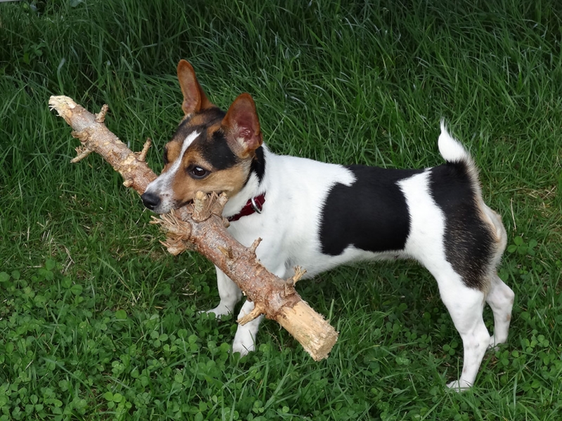 🐶 Jack Russell teriér je energický lovecký pes malého vzrůstu. Má velmi přátelskou povahu a miluje všechny děti bez rozdílu. Zástupci této rasy nejsou a nikdy nebudou gaučovými povaleči. Pokud ho nezaměstnáte, bude se nudit a sám si vyhledá nějakou činnost. Bude štěkat, hrabat, roztrhá pohovku nebo koberec, zkrátka udělá vše pro to, aby si krátil dlouhou chvíli. Je nutné počítat s jeho přirozeným loveckým instinktem, ale pokud od malička vyrůstá s jinými zvířaty v domácnosti, naučí se je respektovat a neublíží jim. Jack Russell teriér potřebuje důslednou výchovu. Tito psi jsou od přírody samostatní a zvyklí se sami rozhodovat. Příliš benevolentnímu majiteli brzo přerostou přes hlavu a budou si dělat, co se jim zlíbí. Naopak správně vychovaný Jackee bude milým a oddaným členem rodiny a bude svému majiteli přinášet každodenní radost, lásku a bude ho bavit svou hravostí.  