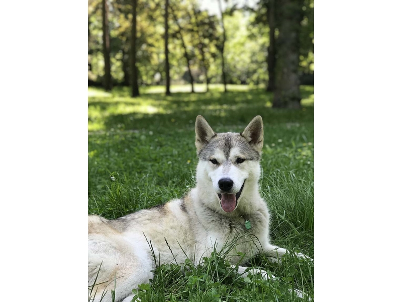 🐶 Sibiřský husky je přátelský, pozorný pes s jemnou a otevřenou povahou. K lidem je laskavý a obzvláště pozorný je k dětem. S jinými zvířaty vychází, ale může mít tendence honit a lovit menší zvířata jako kočky nebo králíky. Potřebuje každodenní dávku pohybu. Velice rád běhá a miluje toulání, proto by neměl být ponechán na volno, protože se snadno zaběhne. Dokáže žít venku v zimě a chladu, ale zároveň potřebuje bezprostřední kontakt s lidmi nebo jinými psy. Samotu snáší velmi zle. Sibiřský husky má malé nároky na jídlo a není ani jinak náročný na každodenní péči. Nedoporučuje se pro začínající nebo nezkušené chovatele, protože potřebuje silného pána, který si bude udržovat pozici alfa v domácnosti.  