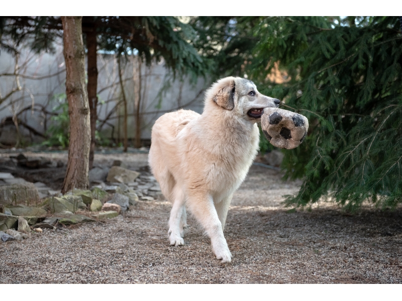 🐶 Pyrenejský horský pes - majestátní pes vyzařující klid a eleganci. Pyrenejský horský pes vyžaduje včasnou socializaci a důsledný výcvik, aby se nestal nezvládatelným „samorostem“. Pyrenejský horský pes upřednostňuje život venku před životem v bytě. Denně potřebuje dostatek pohybu a aktivit, proto se doporučuje do rodin s aktivním životním stylem. S jinými zvířaty, včetně psů, vychází velmi dobře a vynikající vztah má také k dětem. Velmi dobře se může uplatnit jako terapeutický pes v canisterapii. Ve svém jednání je uvážlivý, ve svém štěkání však nikoli. Pyrenejský pes je pověstný tím, že štěká hodně a často. Pokud máte sousedy, kteří mají rádi klid, může tato jeho vlastnost těžce narušit dobré sousedské vztahy. Přestože je pyrenejský horský pes k členům vlastní rodiny velmi laskavý a pozorný, doporučuje se jeho chov zkušenějším chovatelům, kteří jsou schopni odpovídajícím způsobem vést jeho výcvik a kteří budou psovi přirozenou autoritou. 