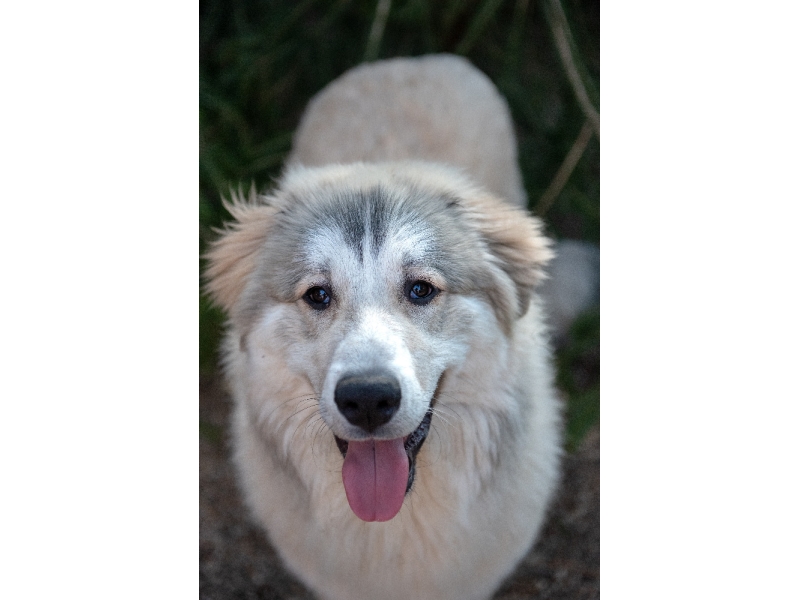 🐶 Pyrenejský horský pes - majestátní pes vyzařující klid a eleganci. Pyrenejský horský pes vyžaduje včasnou socializaci a důsledný výcvik, aby se nestal nezvládatelným „samorostem“. Pyrenejský horský pes upřednostňuje život venku před životem v bytě. Denně potřebuje dostatek pohybu a aktivit, proto se doporučuje do rodin s aktivním životním stylem. S jinými zvířaty, včetně psů, vychází velmi dobře a vynikající vztah má také k dětem. Velmi dobře se může uplatnit jako terapeutický pes v canisterapii. Ve svém jednání je uvážlivý, ve svém štěkání však nikoli. Pyrenejský pes je pověstný tím, že štěká hodně a často. Pokud máte sousedy, kteří mají rádi klid, může tato jeho vlastnost těžce narušit dobré sousedské vztahy. Přestože je pyrenejský horský pes k členům vlastní rodiny velmi laskavý a pozorný, doporučuje se jeho chov zkušenějším chovatelům, kteří jsou schopni odpovídajícím způsobem vést jeho výcvik a kteří budou psovi přirozenou autoritou. 