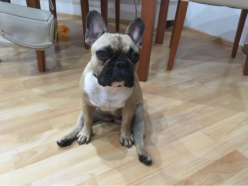 🐶 Francouzský buldoček je skvělý společník, rodinný přítel a výstavní pes. Je to typický pes do městských bytů. Má velmi nízkou toleranci na horko, ale ani chladné nebo vlhké počasí mu nedělá dobře. Tento hravý, citlivý pes je šťastný v přítomnosti členů rodiny a velmi rád se mazlí. Miluje děti a bez problémů snáší přítomnost jiných zvířat v domácnosti. Kvůli krátké dýchací trubici je u buldočků časté chrápání a chrochtání. Často také trpí plynatostí. Pokud jste ochotni tyto jeho nedostatky tolerovat, získáte oddaného, milujícího, někdy tvrdohlavého společníka, který vás bude zahrnovat upřímnou láskou. 