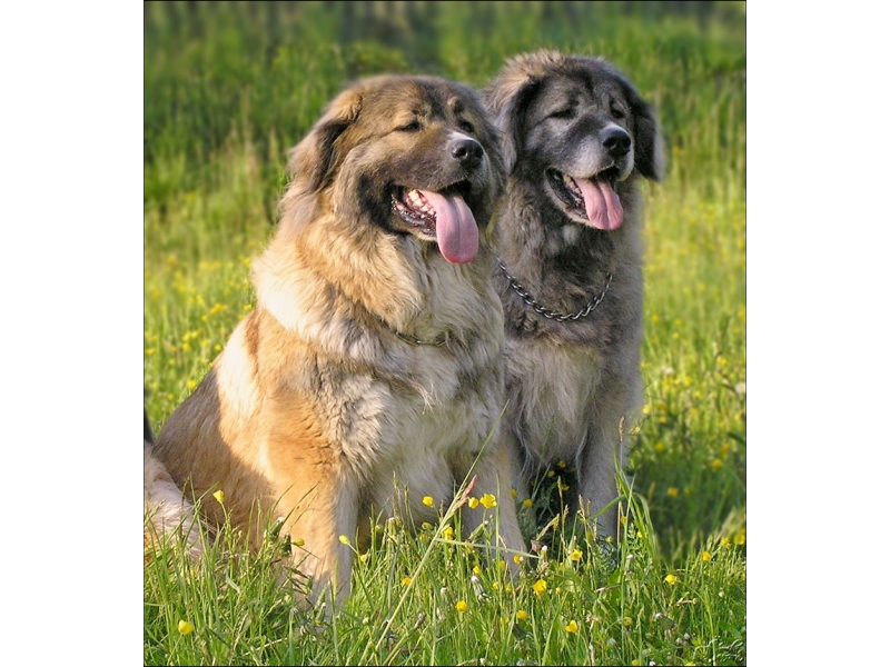 🐶 Kavkazský pastevecký pes – nezávislý kavzkazan s bleskurychlými reakcemi je obtížné plemeno vhodné jen pro velmi zkušeného chovatele Kavkazský pastevecký pes neboli kavkazský ovčák či zkráceně kavkazan byl původně určený k obraně a hlídaní dobytka. Není tedy divu, že se jedná o plemeno s drsnější povahou, které je vhodné pouze pro ty chovatele, kteří mají trpělivost a především pevnou ruku ve výchově. Pokud totiž není kavkazan pečlivě vychován a socializován, může být na okolí agresivní. V některých zemích dokonce platí, že abyste jej mohli chovat, musíte splnit určité podmínky. U nás v Čechách to tak ale není, takže jeho budoucí páníček by měl dost dobře vědět, že se tomuto plemenu s bojovnou povahou opravdu musí věnovat. Pokud je výchova důsledná, stane se z něj rodinný mazlíček.