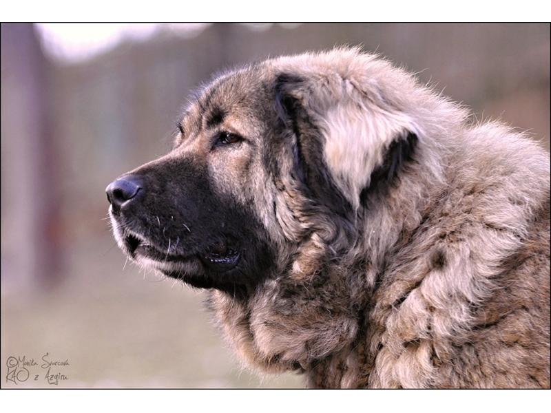 🐶 Kavkazský pastevecký pes – nezávislý kavzkazan s bleskurychlými reakcemi je obtížné plemeno vhodné jen pro velmi zkušeného chovatele Kavkazský pastevecký pes neboli kavkazský ovčák či zkráceně kavkazan byl původně určený k obraně a hlídaní dobytka. Není tedy divu, že se jedná o plemeno s drsnější povahou, které je vhodné pouze pro ty chovatele, kteří mají trpělivost a především pevnou ruku ve výchově. Pokud totiž není kavkazan pečlivě vychován a socializován, může být na okolí agresivní. V některých zemích dokonce platí, že abyste jej mohli chovat, musíte splnit určité podmínky. U nás v Čechách to tak ale není, takže jeho budoucí páníček by měl dost dobře vědět, že se tomuto plemenu s bojovnou povahou opravdu musí věnovat. Pokud je výchova důsledná, stane se z něj rodinný mazlíček.