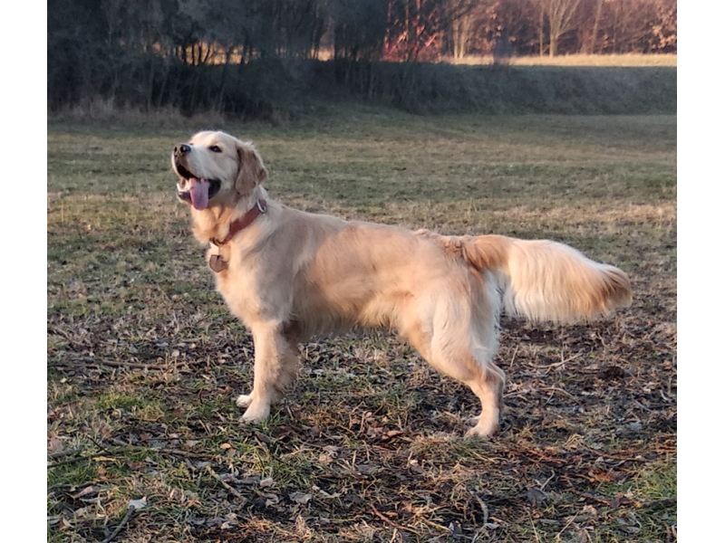🐶 Zlatý retrívr je pes vyznačující se vysokou inteligencí, poslušností a jemným charakterem. Je to energický, silný a aktívní pes. Pro svou laskavou povahu jsou dnes retrívři většinou chováni jako rodinní mazlíčci a společníci, ale zástupci této rasy se často uplatní také jako slepecký nebo asistenční pes. Jejich voděodolná srst s hustou podsadou jim umožňuje celoroční pobyt venku, ale retrívři jsou tak společenští psi, že ideální pro ně bude soužití se svou rodinou. Pokud jim zajistíte dostatek pohybu, můžete je velmi dobře chovat i v bytě. Zlatí retrívři jsou přátelští psi, kteří se výborně snášejí se všemi členy domácnosti včetně děti nebo návštěv a také skvěle vycházejí s ostatními zvířaty v domácnosti, včetně koček.  