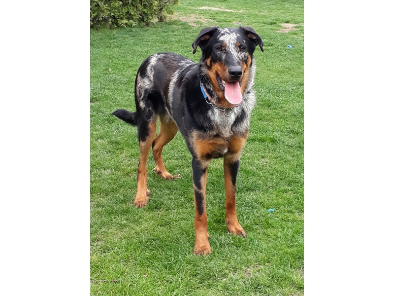 🐶 Beauceron je velký, nenáročný ovčácký pes, původem z Francie. Na první pohled se velmi podobá dobrmanovi, ale ve srovnání s ním má pevnější a mohutnější stavbu těla. Beauceron je všestranný pes, který se osvědčil nejen při práci se stádem, ale velmi dobře se uplatní také jako hlídač nebo služební pes. Jeho velkou předností je dobrý charakter a vyrovnaná povaha. Svému pánovi a celé jeho rodině je velmi oddaný. Beauceron potřebuje dobrý výcvik a pevné vedení. Každodenně potřebuje zaměstnat nejen tělo, ale i mysl. Beaucerona můžete zapojit do většiny psích sportů. Protože má rád pohyb a volné prostory, bude pro něj nejlepší život na venkově nebo na předměstí. Hustá srst mu poskytuje dostatečnou ochranu před nepřízni počasí a beaucerona můžete bez obav držet celoročně venku. 