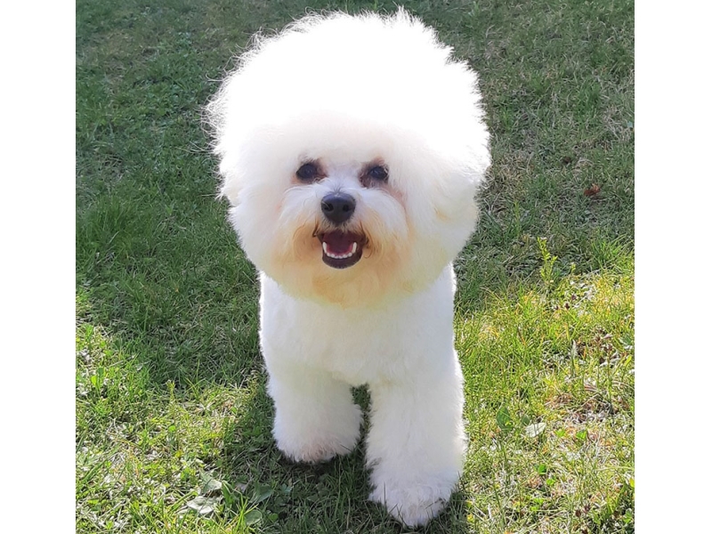 🐶 Bišonek je od pohledu milý, laskavý, přítulný, hravý psík. Veselým pohledem si během okamžiku dokáže získat každého, s kým se setká. Miluje společnost lidí i zvířat a ke šťastnému životu nezbytně potřebuje trávit co nejvíce času se svým majitelem. Bišonek není vhodný pro lidi, kteří tráví dlouhé chvíle mimo domov. Je vhodným psem pro seniory, kteří mu mohou věnovat maximum času a péče. Protože nevyvolává konflikty a není příliš hlučný, je předurčen k chovu v bytě. Rozhodně však potřebuje nějaké zaměstnání, aby se nezačal nudit. S nadšením se učí novým trikům a zvládá až cirkusové kousky. Protože příliš nelíná, bývá často doporučováni alergikům, což by se nemělo zobecňovat, ale vždy posuzovat individuálně.   