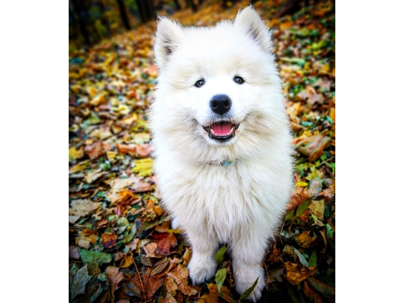 🐶 Samojed je dobromyslný a laskavý pes, který velmi miluje lidskou společnost. Ve skutečnosti je k lidem až tak přátelský, že se nehodí jako hlídací pes. Svůj původ má v chladných oblastech Sibiře. Chlad a zimu snáší velmi dobře a miluje dovádění ve sněhu. Zato horké léto není nic, co by mu udělalo radost. V dnešní době je samojed chován jako společník, ale dříve to byl saňový pes, zvyklý pracovat. Úkolem chovatele je každý den vymyslet psovi tolik práce a zábavy, aby se pes nezačal nudit. Dobrou volbou je zapojit ho do některého ze psích sportů. Samojed má krásnou bílou srst, která je náročná na péči a vyžaduje každodenní pročesání kartáčem.  