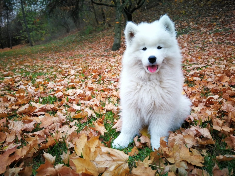 🐶 Samojed je dobromyslný a laskavý pes, který velmi miluje lidskou společnost. Ve skutečnosti je k lidem až tak přátelský, že se nehodí jako hlídací pes. Svůj původ má v chladných oblastech Sibiře. Chlad a zimu snáší velmi dobře a miluje dovádění ve sněhu. Zato horké léto není nic, co by mu udělalo radost. V dnešní době je samojed chován jako společník, ale dříve to byl saňový pes, zvyklý pracovat. Úkolem chovatele je každý den vymyslet psovi tolik práce a zábavy, aby se pes nezačal nudit. Dobrou volbou je zapojit ho do některého ze psích sportů. Samojed má krásnou bílou srst, která je náročná na péči a vyžaduje každodenní pročesání kartáčem.  