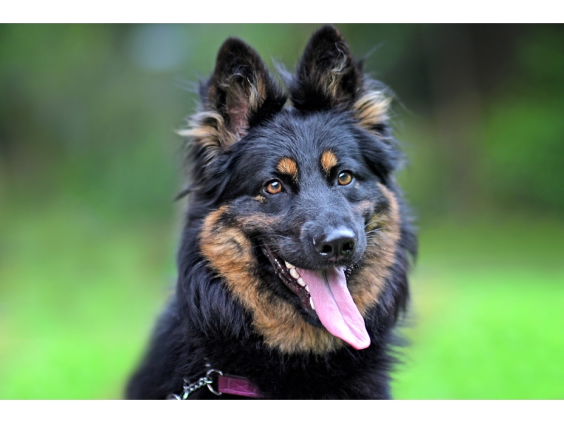 <p class="highlight">🐶 Chodský pes je aktivní, temperamentní a inteligentní. Má velice rád členy své rodiny. </p>
<div>Pro děti je skvělým společníkem. Je velmi učenlivý, pro svou lehkou ovladatelnost a oddanost majiteli je vhodný k všestrannému výcviku. Jeho temperament potřebuje dostatek činnosti a zaměstnání. Je výborný hlídač a osvědčil se také jako asistenční či záchranářský pes. Vyniká velkou skromností a otužilostí, proto je vhodný k celoročnímu pobytu ve venkovním výběhu.</div>