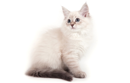 Nevská maškaráda 🐱