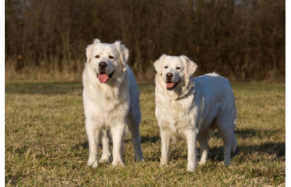🐶 Slovenský čuvač je správnou volbou pro aktivní lidi, žijící v domě na venkově. Snad nejznámější slovenské plemeno, jehož název a vzhled se vybaví asi každému. Mnozí si ještě pamatují bílého psa, doprovázejícího baču při rozsvěcení a zhasínání hvězdiček ve znělce slovenského večerníčku. Spojení bača, ovce, salaš a bílý ovčácký pes fungovalo po staletí a bylo častým obrazem slovenských hor. Dnes je slovenský čuvač nejen ovčáckým psem a hlídačem, ale stále častěji také společníkem. Je správnou volbou pro aktivní lidi, žijící v domě na venkově, ale do města se příliš nehodí a odchov v bytě se nedoporučuje.  