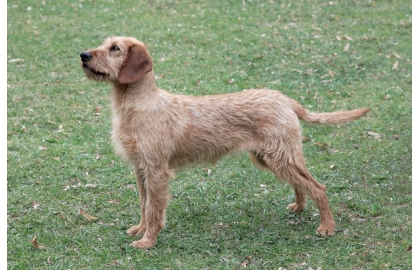 🐶 Štýrský brakýř je u nás poměrně neznámý, přesto se však jedná o výjimečného loveckého psa, který má velké uplatnění v myslivecké praxi.  Tento středně velký pes má nevyčerpatelnou zásobu energie a ochotu pracovat za všech klimatických podmínek i v nepřístupném terénu. Není to pes vhodný do bytu, ale pravý lovecký pes, který je nejšťastnější, když může být se svým pánem v lese. Díky snadné ovladatelnosti a dobré cvičitelnosti lze štýrského brakýře doporučit i začínajícím nebo méně zkušeným chovatelům. Štýrský brakýř je příjemný pes bez známek dominance. Má veselou povahu a svému pánovi je naprosto oddaný. Je dobrým hlídačem a stejně dobrým společníkem, ale štýrský brakýř má tak výjimečné lovecké předpoklady, že by bylo chybou chovat jej jen jako rodinného psa a nevyužívat jej v lovecké praxi.