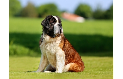 🐶 Svatobernardský pes / Bernardýn je benevolentní, laskavý a přívětivý pes s vyrovnanou povahou. Bez nadsázky lze říci, že je to kliďas v kožichu.  Bernardýni milují lidskou společnost, ale nejsou tak nároční na pozornost, jako jiná plemena. Vzhledem k jejich velikosti je vhodná správná výchova od útlého věku, aby až psi vyrostou byli správně vychováni, socializováni a dobře ovladatelní. Kvůli větším nárokům na prostor nejsou zástupci této rasy vhodní k chovu v bytech a ve městech obecně. Ideálním prostředím pro ně bude dům se zahradou někde na venkově. Bernardýni se skvěle snášejí s ostatními domácími zvířaty včetně koček a stejně dobře vycházejí s dětmi. K malým dětem se ale kvůli své mohutnosti moc nehodí. Svému pánovi a jeho rodině bude tento láskyplný pes vždy dobrým kamarádem a skvělým hlídačem.  