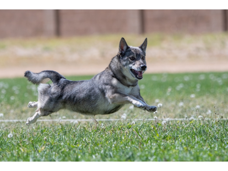 <p class="highlight">🐶 Švédský vallhund je příjemný, přátelský a hravý pes s nepřeberným množstvím energie.  </p>
<div>Švédský vallhund je malý pastevecký pes, který se svým vzhledem velmi podobá rasám welsh corgi cardigan nebo welsh corgi pembroke. S nimi bývá také velmi často spojován a dlouhá léta se řeší otázka, kdo je komu předkem. Proto je vhodným psem spíše pro mladé aktivní majitele než pro seniory. Za určitých podmínek je vallhund schopný přizpůsobit se městskému životu, ale mnohem lépe mu bude na venkově. Pokud se nebude věnovat pastevectví, je nutné mu vymyslet jiné zaměstnání. Vhodnou alternativou jsou různé psí sporty, které si mezi dnešními kynology získávají stále větší popularitu. Švédský vallhund je velmi učenlivý a ochotný vytrvale pracovat. Díky pevnému zdraví se dožívá vysokého průměrného věku a jeho pořízením získáte přítele na zhruba 13-15 let. U nás se však stále jedná o velmi vzácné plemeno, s kterým se běžně nesetkáte. První fena k nám byla přivezena v roce 2010 a od té doby se podařilo úspěšně odchovat několik vrhů štěňat. Můžeme tedy doufat, že se u nás budeme se švédským vallhundem setkávat stále častěji.</div>