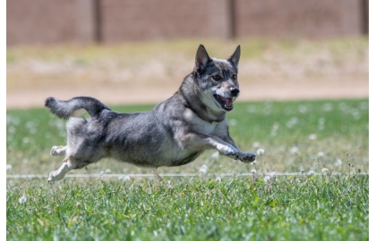 🐶 Švédský vallhund je příjemný, přátelský a hravý pes s nepřeberným množstvím energie.   Švédský vallhund je malý pastevecký pes, který se svým vzhledem velmi podobá rasám welsh corgi cardigan nebo welsh corgi pembroke. S nimi bývá také velmi často spojován a dlouhá léta se řeší otázka, kdo je komu předkem. Proto je vhodným psem spíše pro mladé aktivní majitele než pro seniory. Za určitých podmínek je vallhund schopný přizpůsobit se městskému životu, ale mnohem lépe mu bude na venkově. Pokud se nebude věnovat pastevectví, je nutné mu vymyslet jiné zaměstnání. Vhodnou alternativou jsou různé psí sporty, které si mezi dnešními kynology získávají stále větší popularitu. Švédský vallhund je velmi učenlivý a ochotný vytrvale pracovat. Díky pevnému zdraví se dožívá vysokého průměrného věku a jeho pořízením získáte přítele na zhruba 13-15 let. U nás se však stále jedná o velmi vzácné plemeno, s kterým se běžně nesetkáte. První fena k nám byla přivezena v roce 2010 a od té doby se podařilo úspěšně odchovat několik vrhů štěňat. Můžeme tedy doufat, že se u nás budeme se švédským vallhundem setkávat stále častěji.