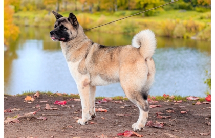 Americká akita 🐶 