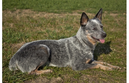 Austrálsky dobytkársky pes 🐶
