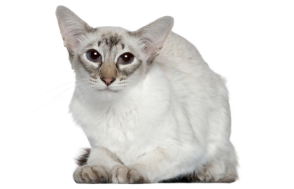 Balineská mačka 🐱