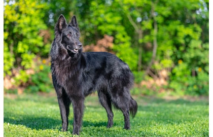 Belgický ovčiak - groenendael 🐶 
