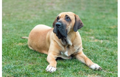 Brazílska fila 🐶 