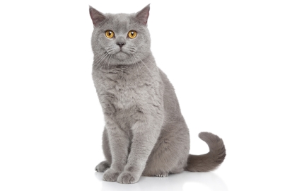 Britská mačka 🐱